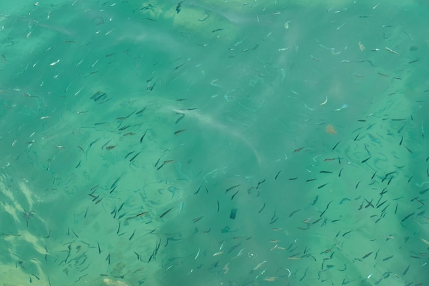 Pesce sfocato in acqua tropicale come sfondo astratto