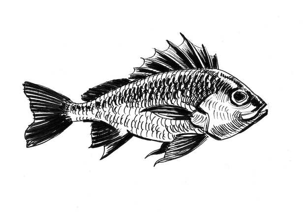 Pesce spinoso. Disegno a inchiostro in bianco e nero