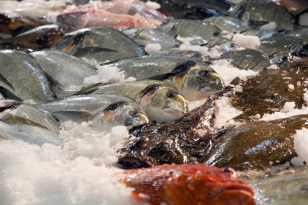 pesce sul banco del mercato spagnolo