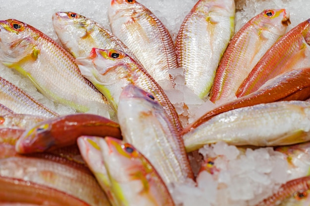 Pesce sultanka barabula crudo refrigerato sul fuoco selettivo del ghiaccio