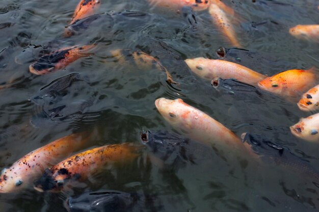 Pesce tilapia rosso nello stagno