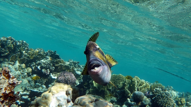 Pesce titano (balistoides viridescens), ed è talvolta chiamato anche pesce Trigger o con pinne blu.