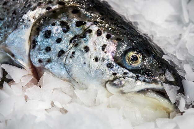 Pesce trota sdraiato sul ghiaccio nel negozio o in cucina