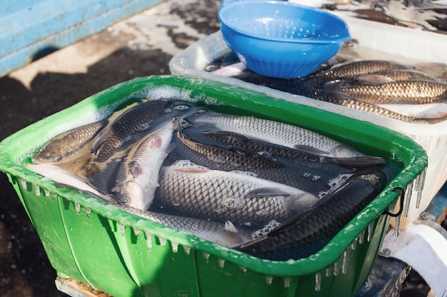 Pesce vivo amur e carpa in un bacino in vendita per strada