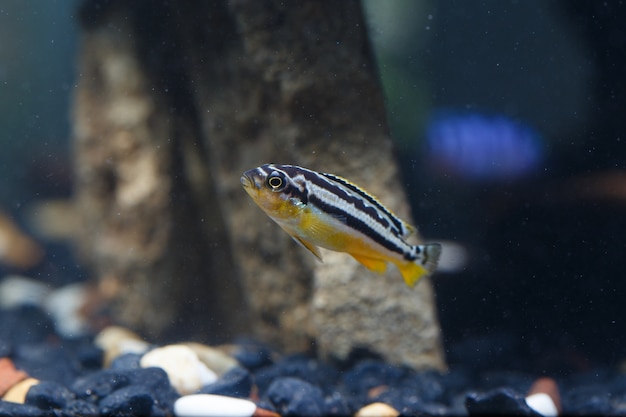 Pesce zebra