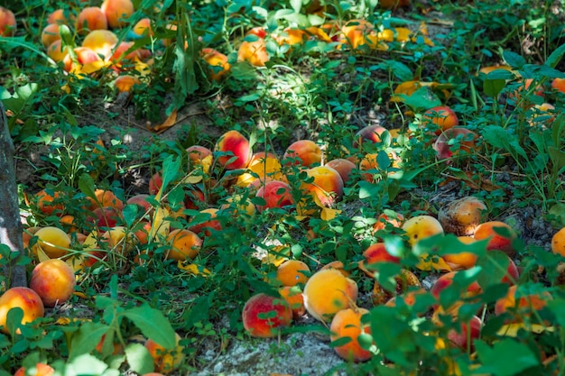 Pesche a terra Frutta marcia