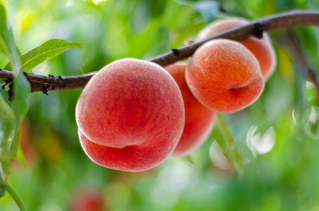 Pesche su un ramo con foglie verdi