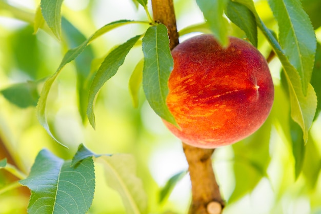 Pesche sull'albero pronte per essere raccolte.