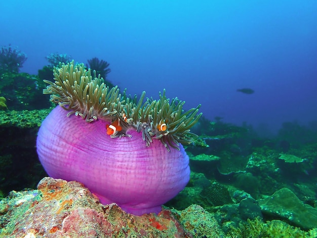 Pesci che nuotano in mare