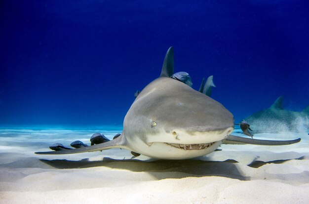 Pesci che nuotano in mare