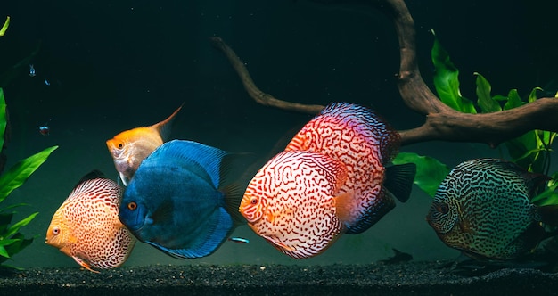 Pesci colorati della specie Symphysodon discus in acquario