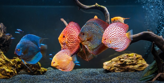 Pesci colorati della specie Symphysodon discus in acquario