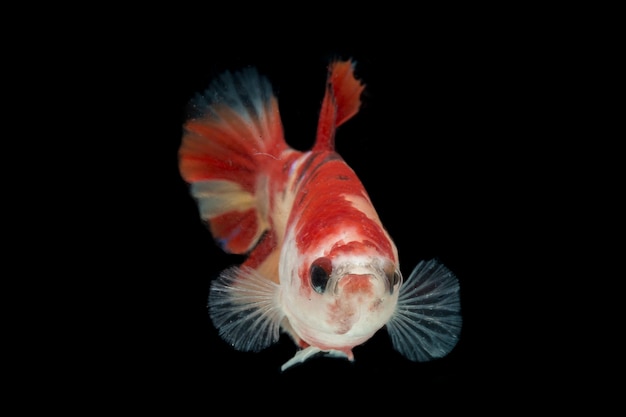 Pesci colorati di Betta. Bellissimo pesce combattente siamese, base gialla nemo isolata sul nero.