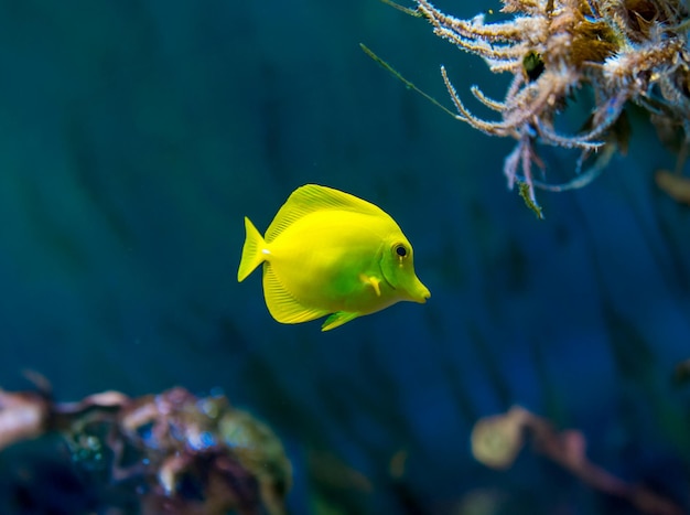 Pesci colorati in acquario