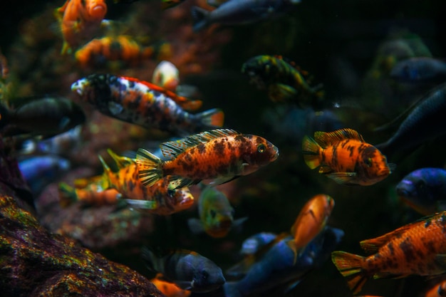 Pesci colorati nell'acquario