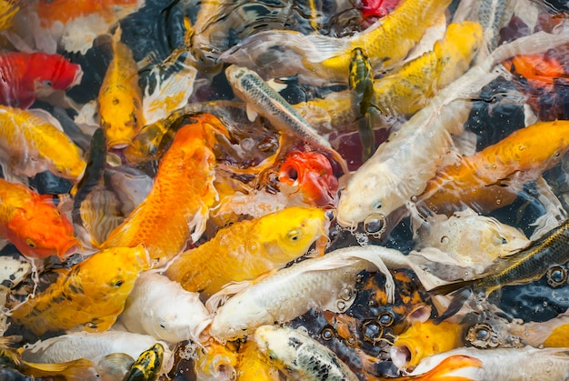 Pesci colorati, nuoto della carpa giapponese.