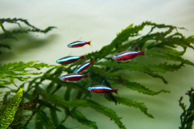 Pesci d'acqua dolce d'acquario che nuotano sott'acqua