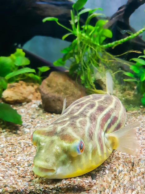 Pesci d'acquario divertenti esotici