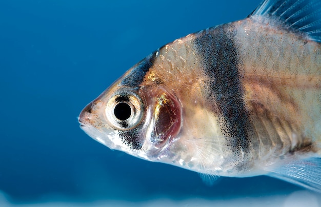 Pesci d'acquario, primo piano