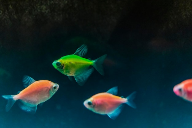 Pesci d'acquario. Tetra nera. Gymnocorymbus ternetzi. Colori luminosi luminosi. Animali. Sfondo scuro.