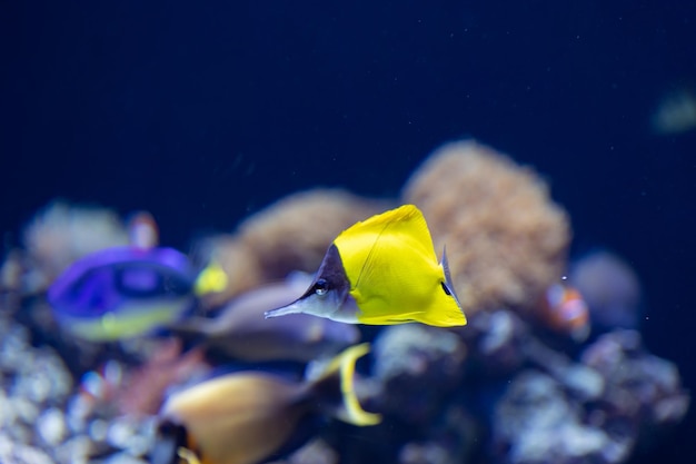 Pesci decorativi giallo brillante nuotano vicino ai coralli nell'acquario