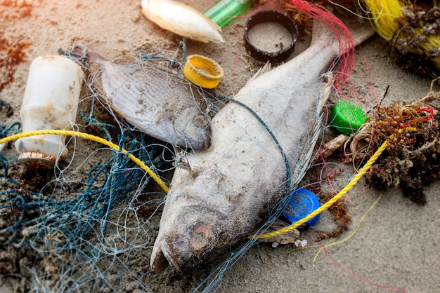 Pesci della morte sulla spiaggia con immondizia di plastica