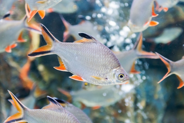 Pesci della sbavatura della stagnola, pesce d&#39;acqua dolce in Tailandia