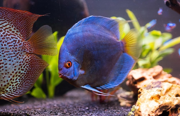 Pesci della specie Symphysodon discus in acquario