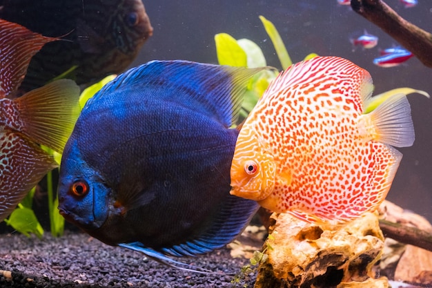 Pesci della specie Symphysodon discus in acquario