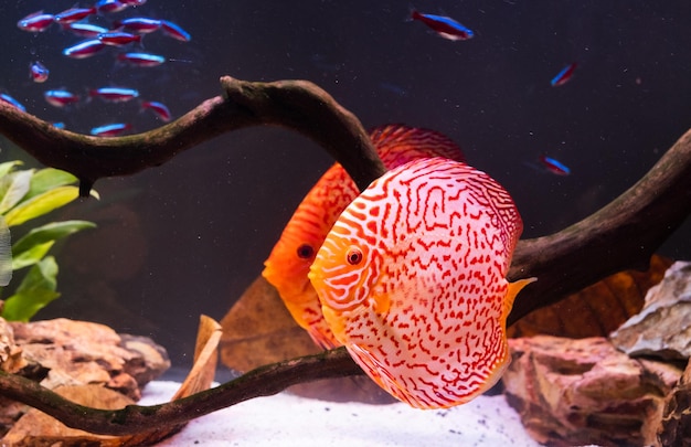 Pesci della specie Symphysodon discus in acquario