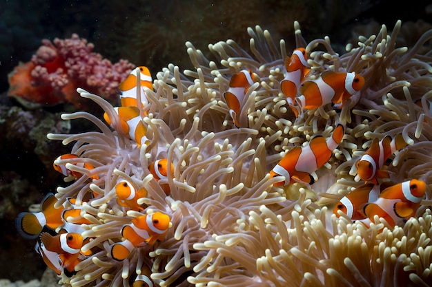 Pesci di anemone carino che giocano sulla barriera corallina, pesce pagliaccio di bel colore su corallo