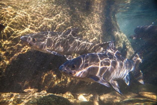 Pesci di carpa di Soro ruscello sparano sotto la cascata sul Namtokphlio National Park Chanthaburi in Thailandia. Sfondo sfocato.