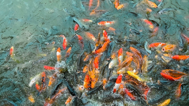 Pesci di Koi, primo piano del pesce operato variopinto che nuota allo stagno.