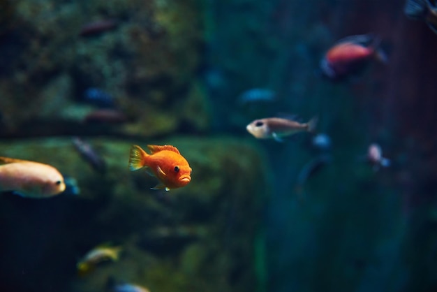 Pesci di mare nell'acquario profondo, vita marina