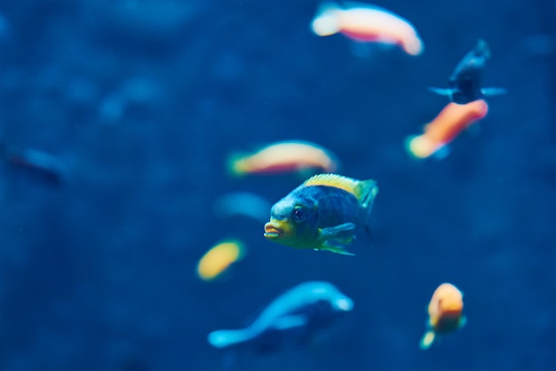 Pesci di mare nella vita marina dell'acquario profondo