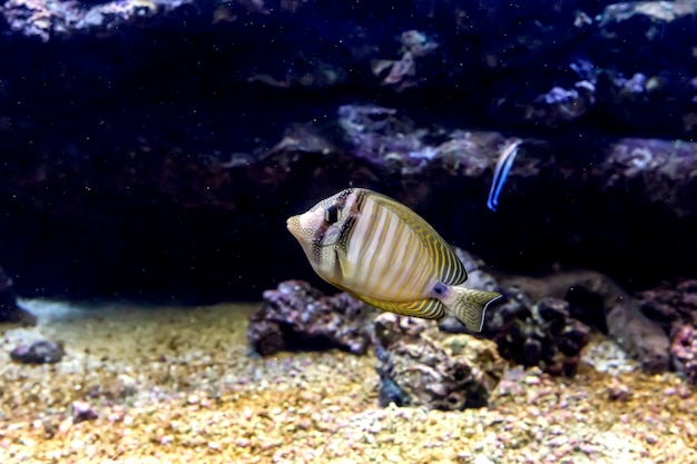 Pesci esotici che nuotano in un primo piano dell'acquario