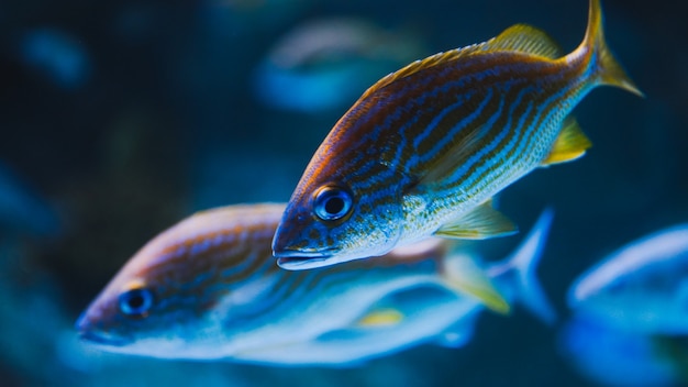 Pesci In Acquario