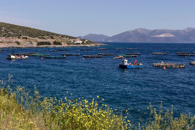 Pesci in crescita in mare aperto vista degli stagni con i pesci