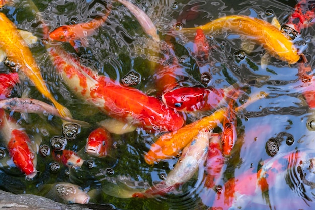 Pesci koi colorati che nuotano in piscina, pesce carpe fantasia (Cyprinus carpio).