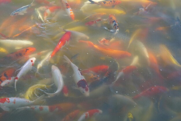 Pesci koi colorati nello stagno del parco