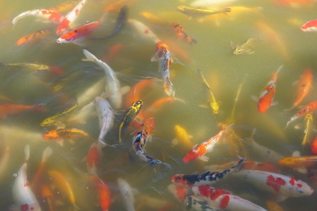 Pesci koi colorati nello stagno del parco