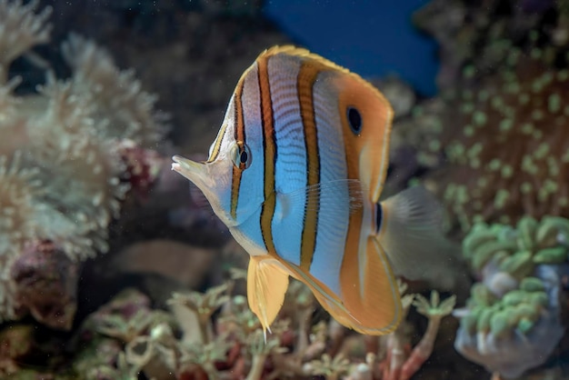 Pesci marini con bellissimi coralli