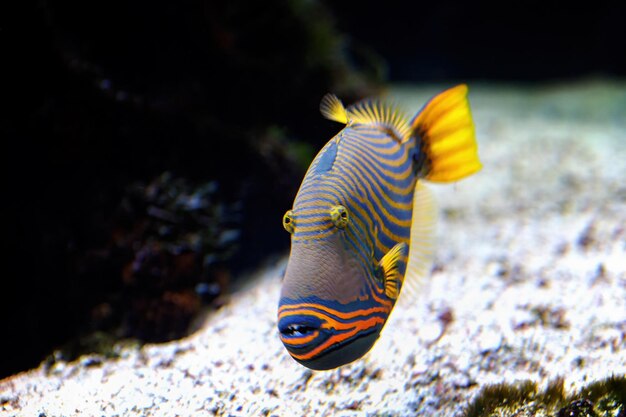 Pesci marini tropicali balistap orangestriped sott'acqua su uno sfondo sfocato di un paesaggio marino