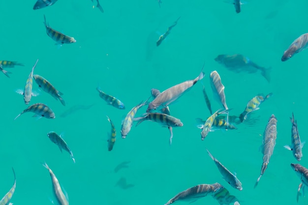 Pesci nella laguna blu di Big Island ad Angra dos Reis