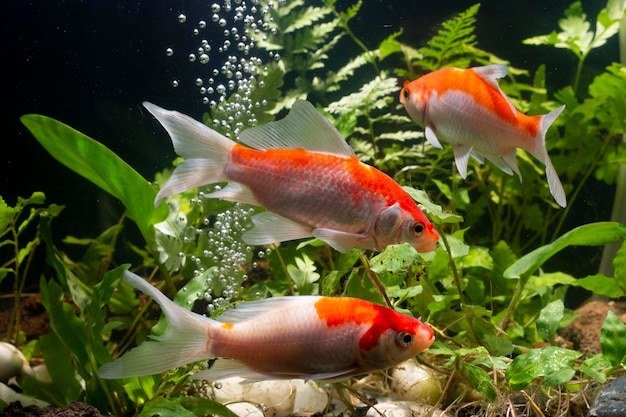 Pesci rossi che nuotano nell'acquario Pesci rosso che nuotano in acquario