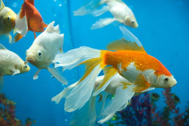 Pesci rossi e albini in un acquario con sfondo blu