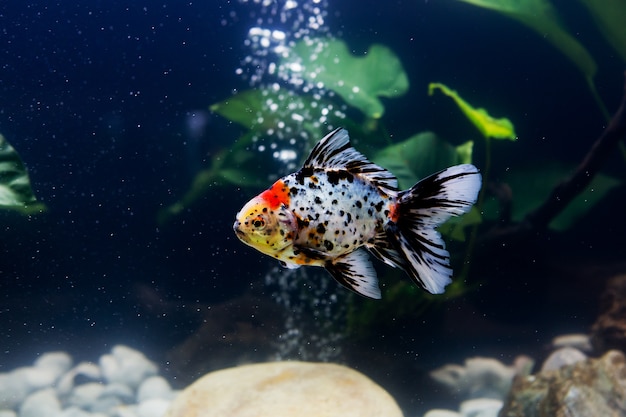 Pesci rossi in acquario con piante verdi, intoppo e pietre