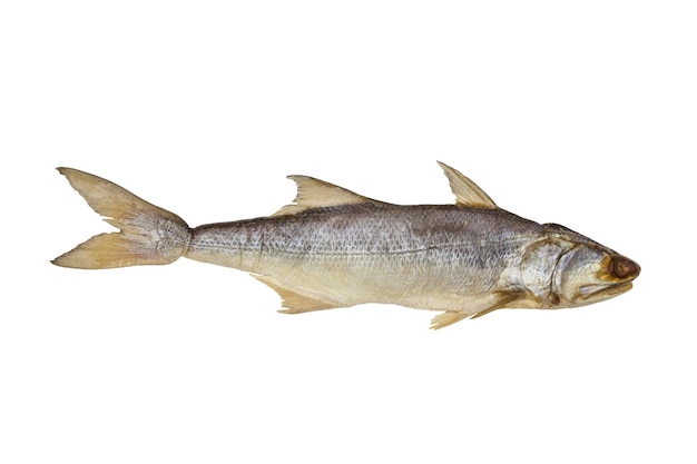 Pesci secchi a pinna a quattro dita isolati su un fondo bianco pesci salati
