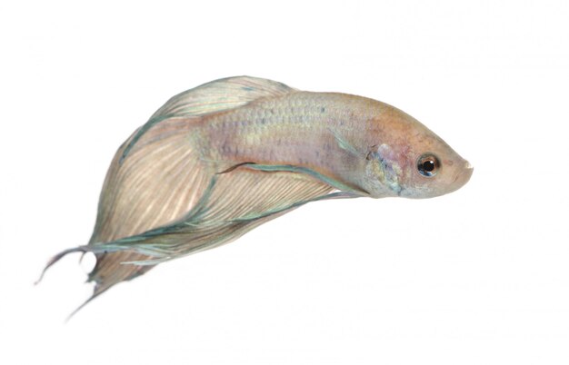 Pesci siamesi di combattimento - Betta Splendens su un bianco isolato