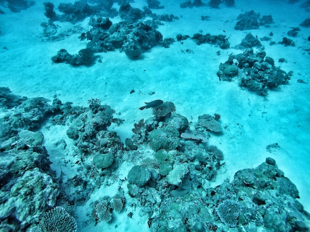 Pesci sul fondo dell'oceano